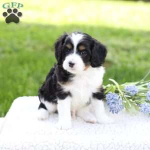 Laiken, Cavapoo Puppy